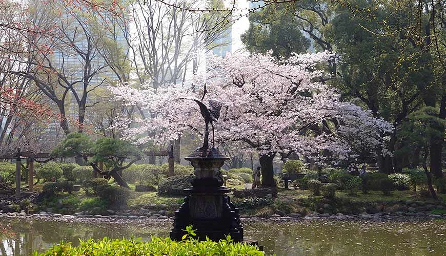 池塘中有一座鳥雕像,後面有一顆盛開的櫻花樹