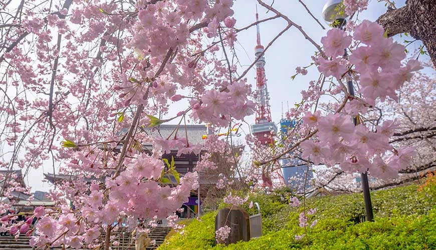 盛開的粉色櫻花,背景為東京鐵塔