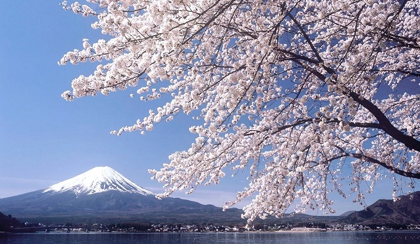 一颗在湖边的大樱花树远方有富士山