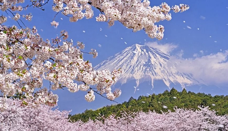 盛开樱花与富士山