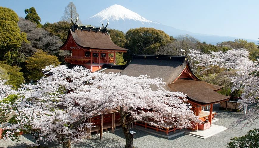 盛开的樱花、富士山及浅间神社