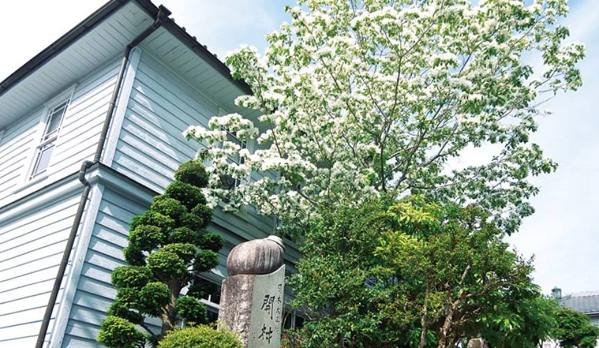 大正村內部建築及開花的樹