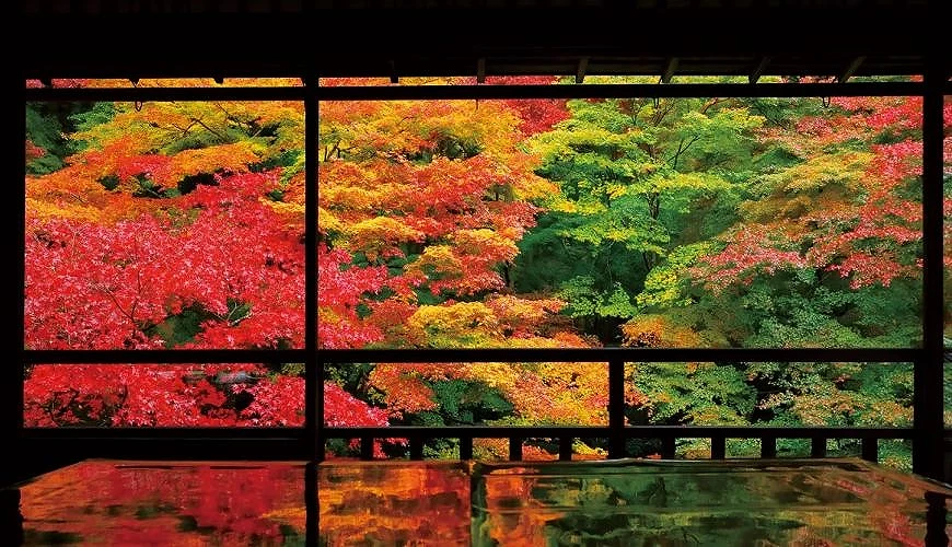 照映在光亮的桌面的楓紅倒影,而在SNS上造成話題