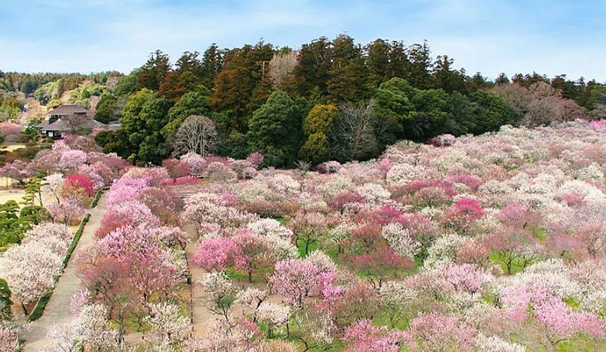 偕樂園滿開的梅花