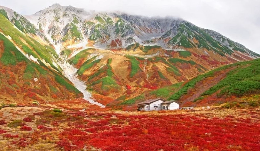 立山黑部阿尔卑斯山路线室堂平秋季景观,红叶覆盖广阔高原草地,远方雪白山峰与绿色山坡交织成壮丽对比