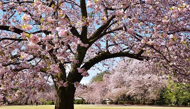 新宿御苑的樱花树让画面布满粉红
