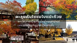ใบแปะก๊วยเกียวโต-โอซาก้า 10 จุดชมสวยที่สุด