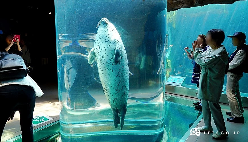 海豹游经透明隧道的瞬间