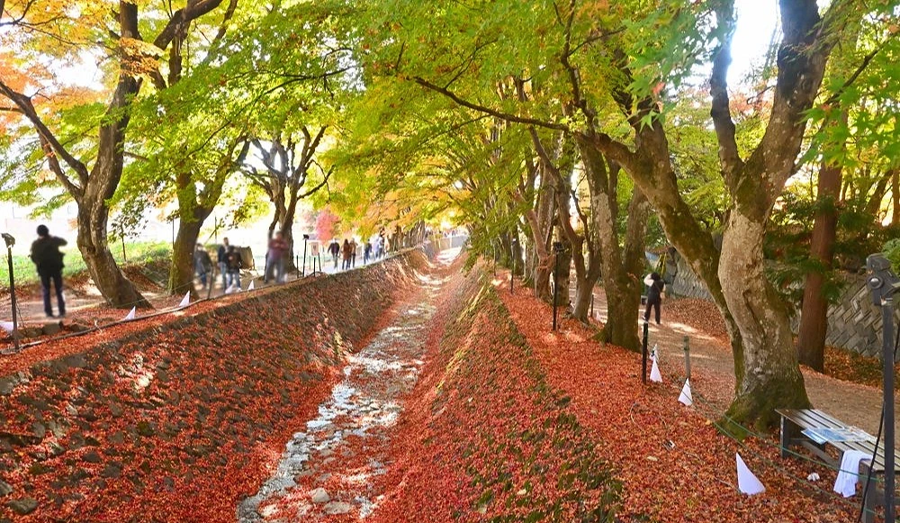 河口湖枫叶回廊