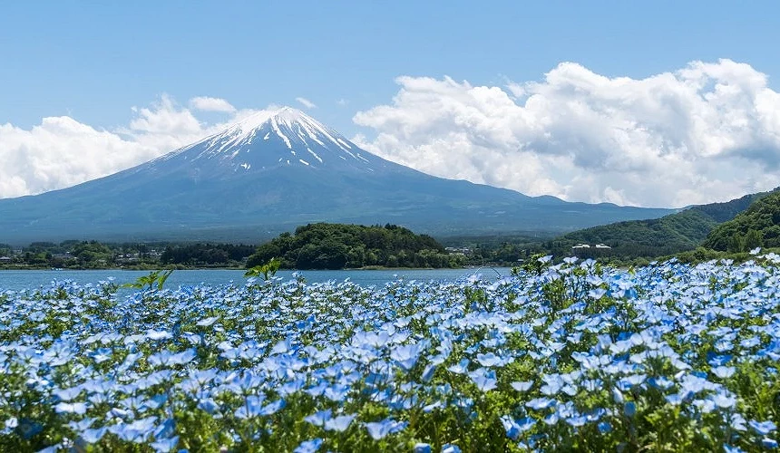 河口湖大石公园的粉蝶花海