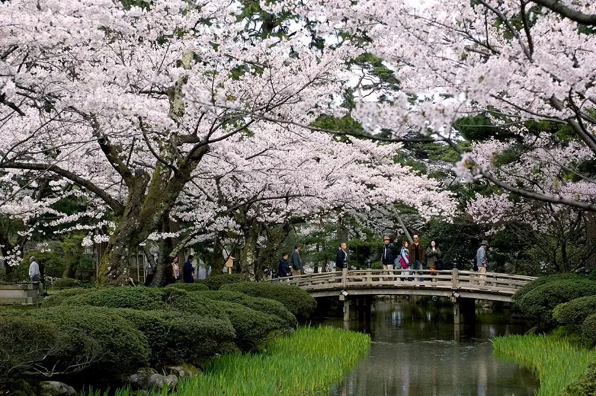 สวนเคนโรคุเอน คานาซาว่า ยามซากุระบาน