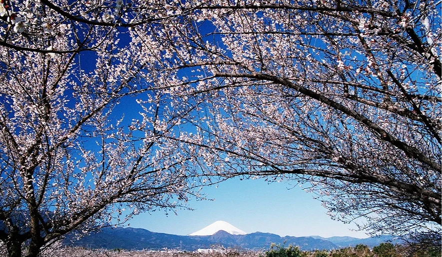 前面是梅花林,後面可以看到被雪覆蓋的富士山