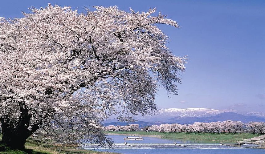 仙台天氣全攻略：7天預報、四季氣溫概覽、推薦祭典及穿搭表一次看