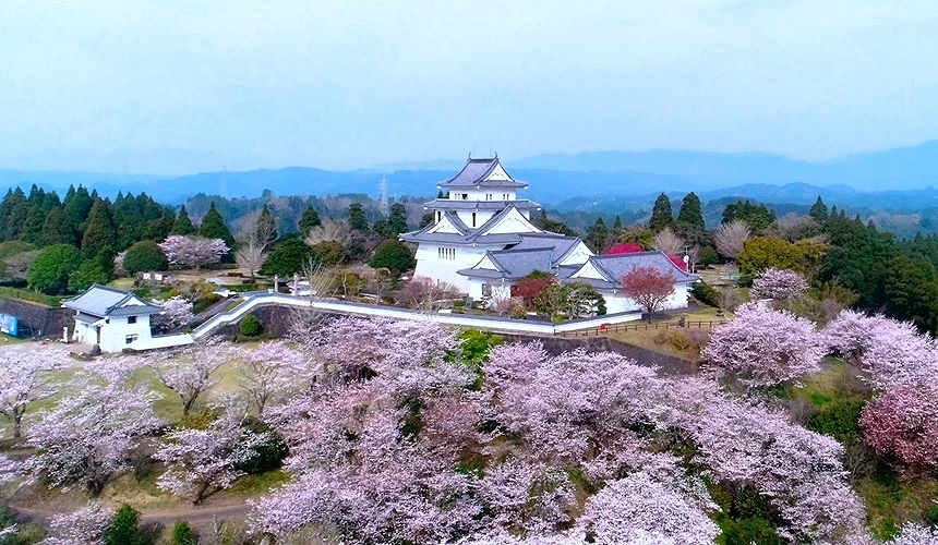 天守阁与樱花