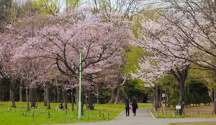 札榥円山公園的櫻花開滿步道兩側