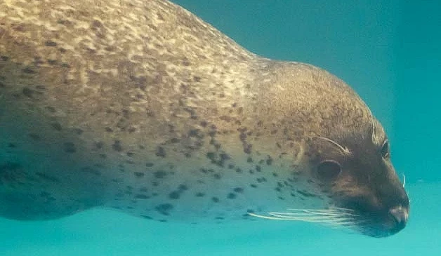 札幌太陽廣場水族館的大明星海豹在水族箱裡悠遊中