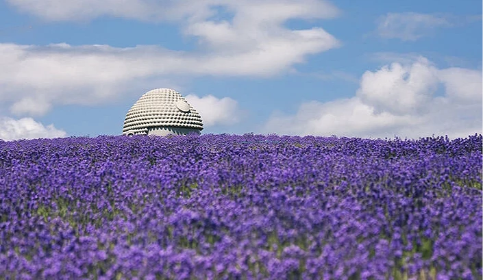 夏天薰衣草田山丘上,看到一顆大佛的「頭」