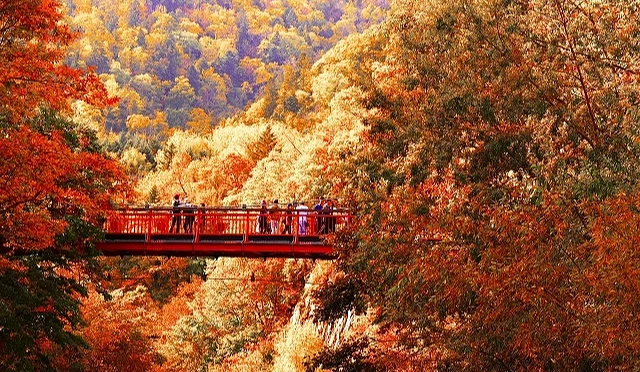 秋季的定山溪溫泉,楓紅滿山遍野
