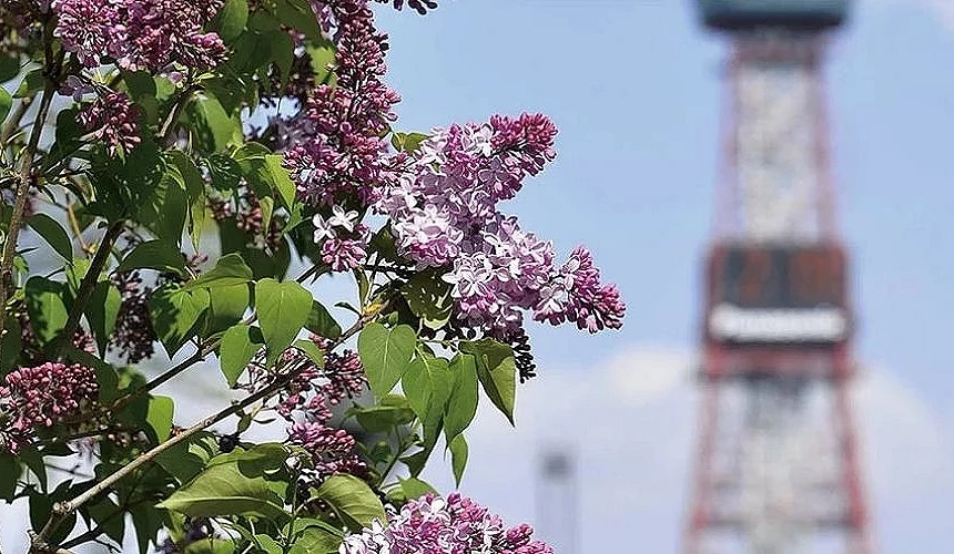 札幌大通公園開著淺紫色丁香花,後面可見模糊的電視塔