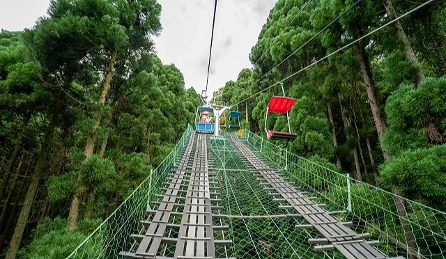 高尾山纜車,兩旁是綠油油的樹