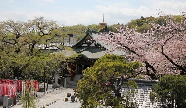 高尾站的大光寺外有櫻花盛開中