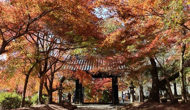 秋季的秋月城跡,境內黑門被楓紅圍繞