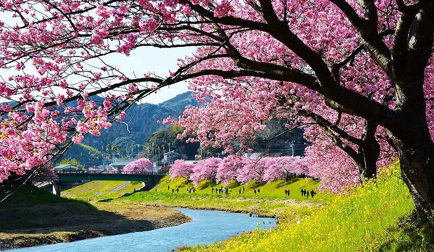 河津樱盛开于河岸两侧,粉红花海与翠绿草地交织,衬托湛蓝溪水与远方青山,展现春季伊豆的绝美风景。