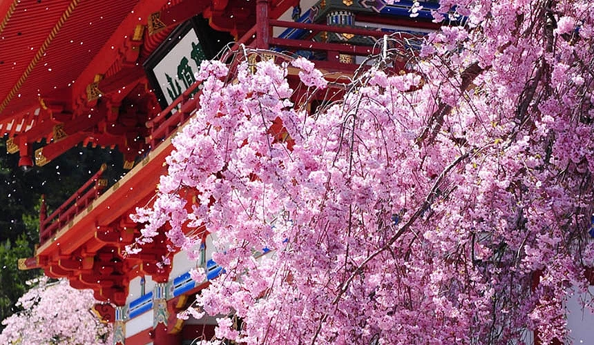 透過櫻花前景拍攝的勝尾寺山門景觀