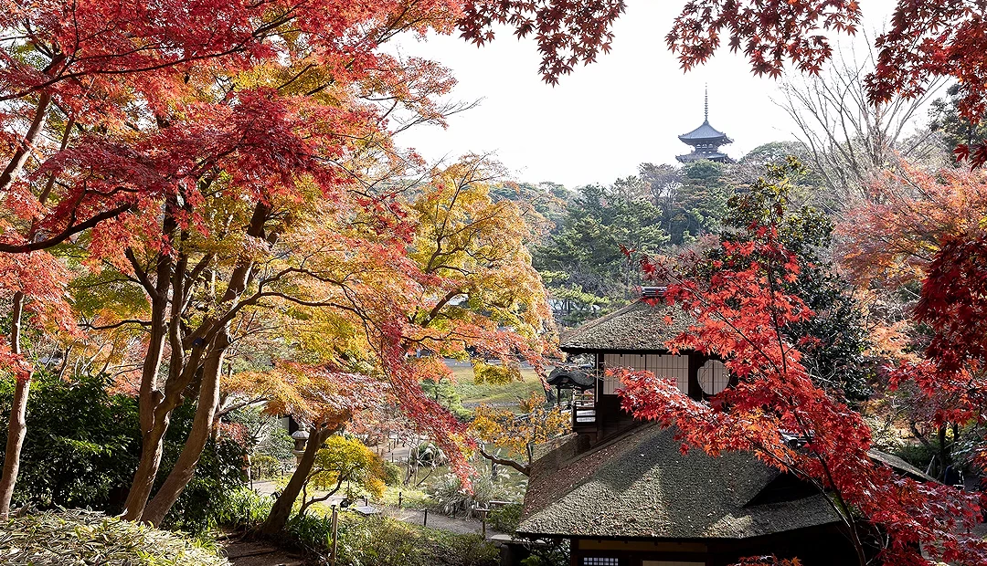 後面有一座日式古塔,前面是紅黃楓葉樹林