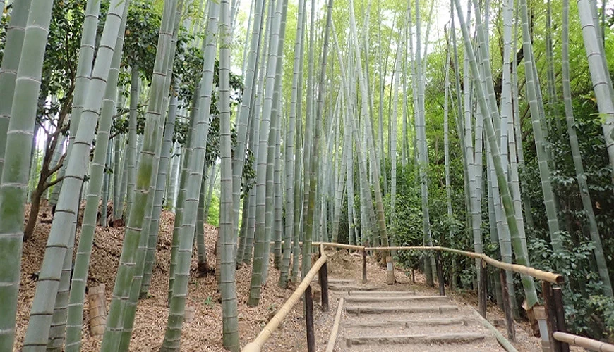 高台寺内竹林小径