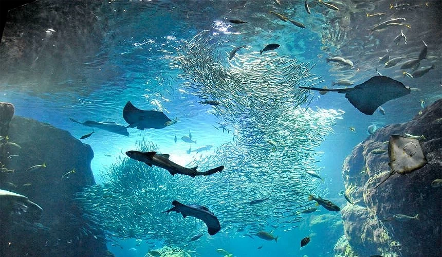 大型魚缸裡面有小魚群,和魟魚、鯊魚