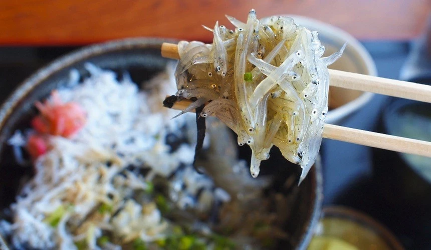 筷子上面夾有一坨吻仔魚