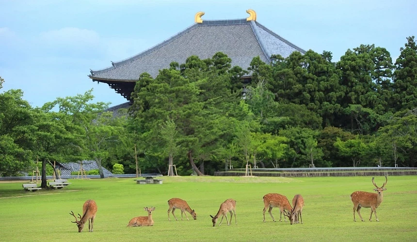 奈良公園草地上的鹿群