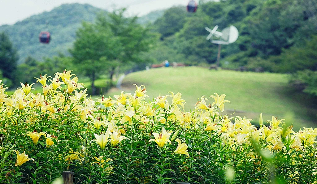 前景是神户布引香草园的植物,大片草后面可以看到缆车