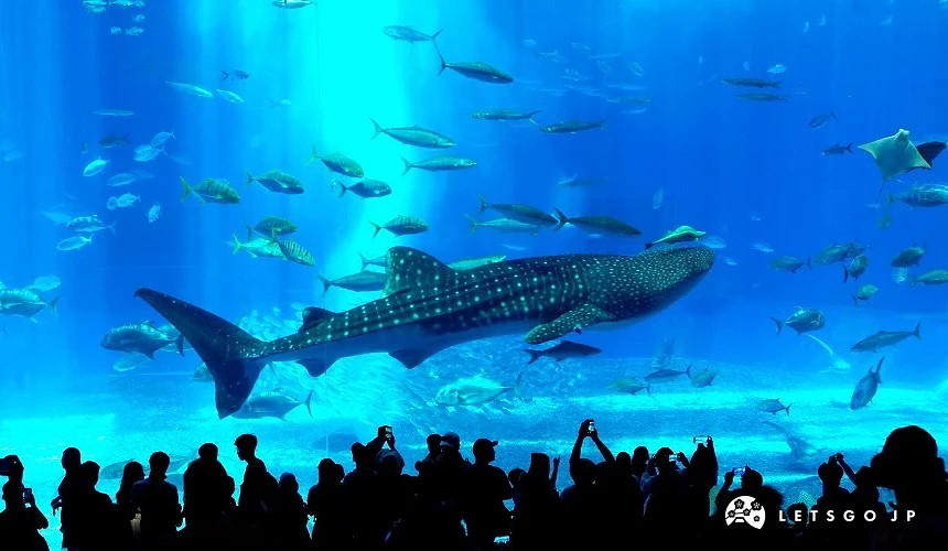 「美麗海水族館」裡的黑潮之海區域的大水族箱