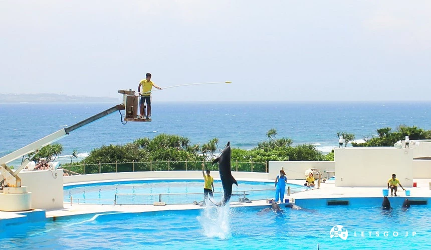 沖繩必去景點推薦「美麗海水族館」裡的海豚劇場