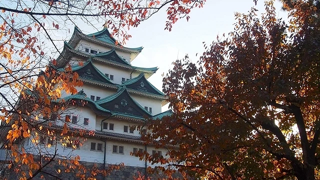 名古屋城天守閣與秋季紅葉相互映襯,石垣與藍綠屋頂在夕陽下更顯莊嚴