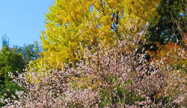 名古屋熱田神宮秋景,金黃銀杏樹與盛開的四季櫻同框,展現櫻花與黃葉交織的奇景