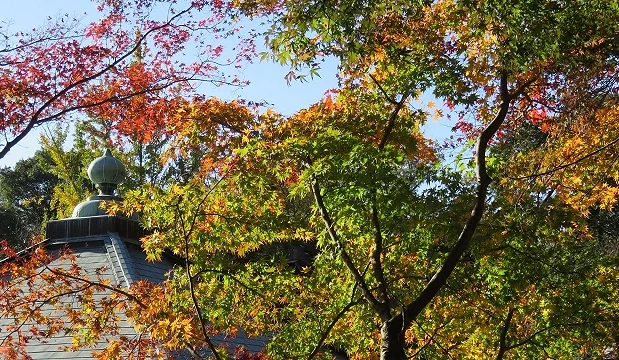 愛知縣瀨戶市定光寺的秋日景色,寺院屋頂在紅黃綠交織的楓葉間若隱若現,散發靜謐氛圍