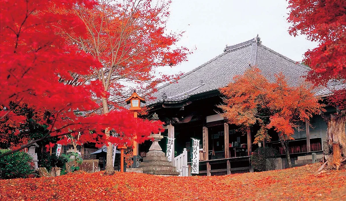 愛知縣犬山寂光院秋景,本堂前滿樹楓紅與落葉地毯相映,石燈籠與寺院建築呈現古雅氛圍