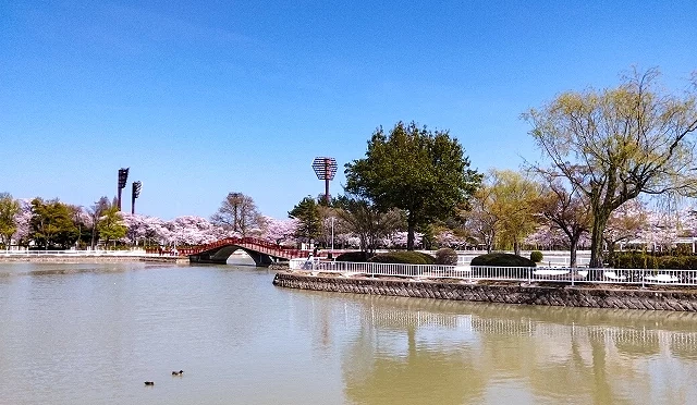 春季時開成山公園都是粉色櫻花