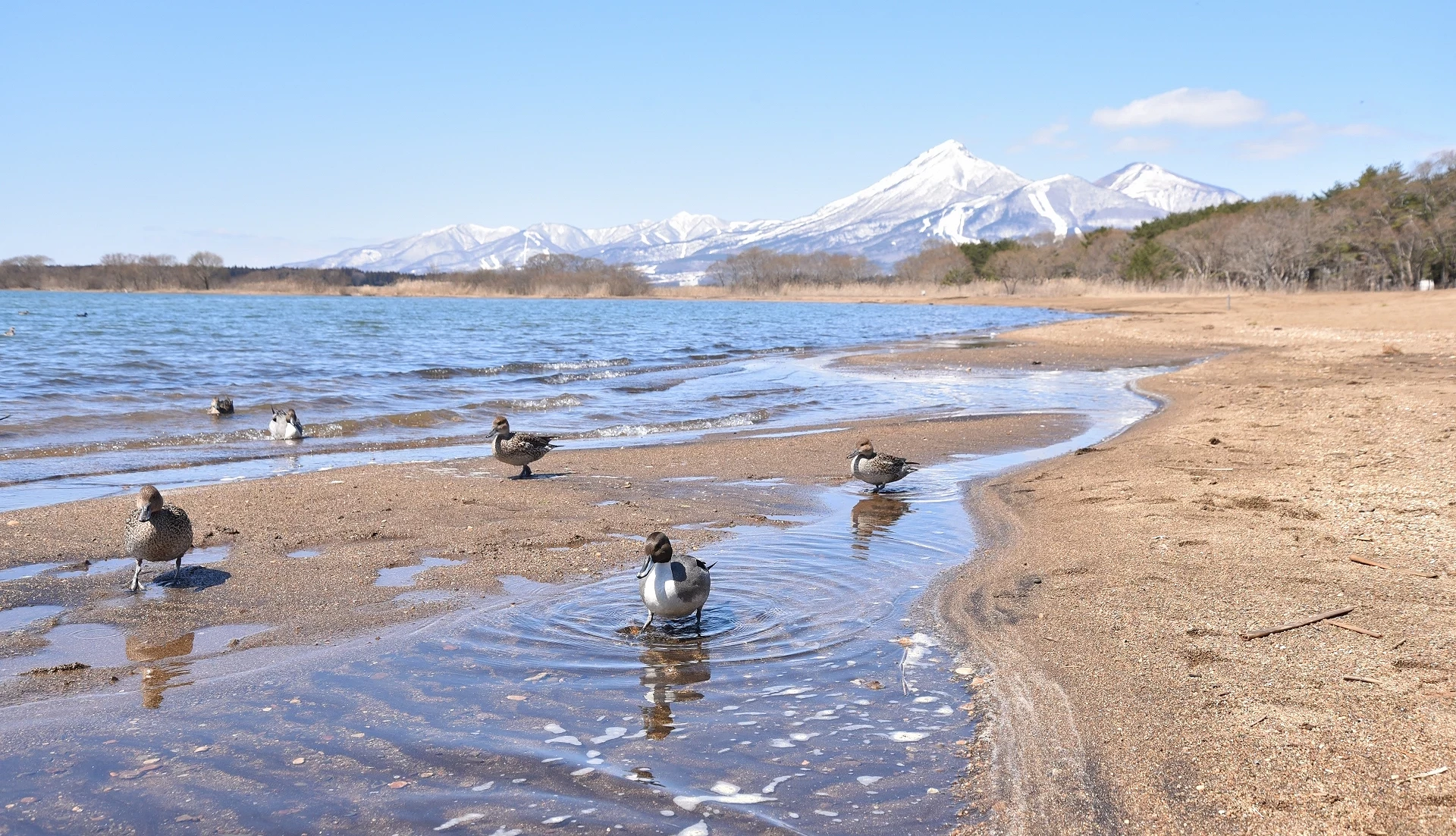 猪苗代湖河邊有些可愛小鴨,天氣晴朗,遠方有雪山