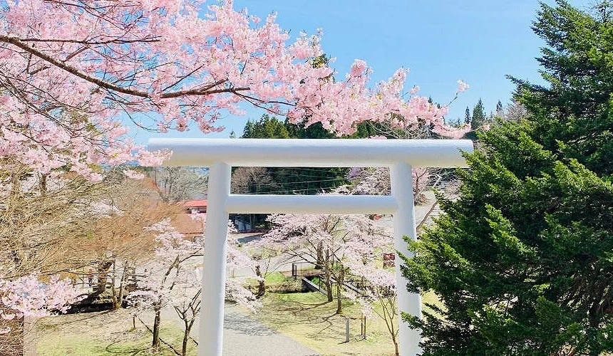 櫻花樹下,土津神社的白色鳥居