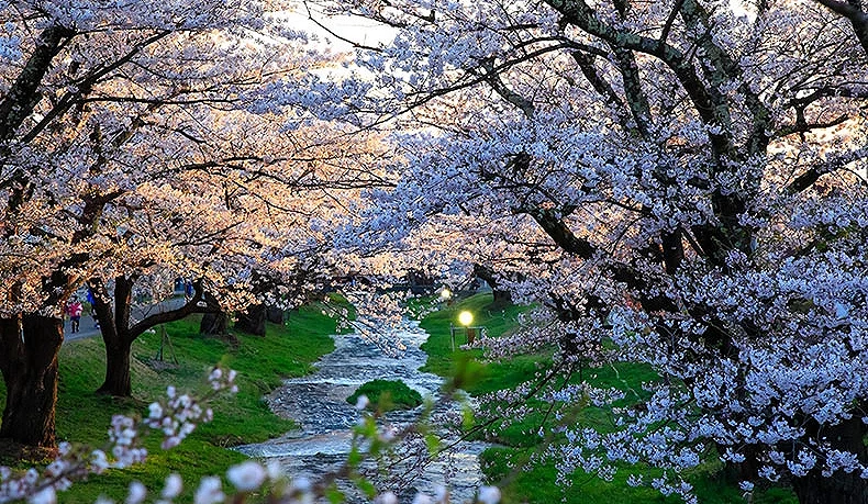 觀音寺川櫻並木,兩側櫻花盛放,沿途點燈