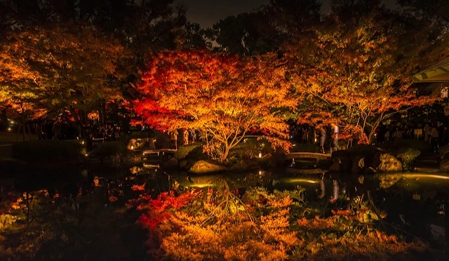 東京大田黑公園夜間點燈,紅葉倒映池面,營造夢幻般的秋夜景色