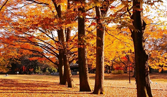 東京砧公園秋日林蔭大道,滿地金黃落葉鋪成地毯