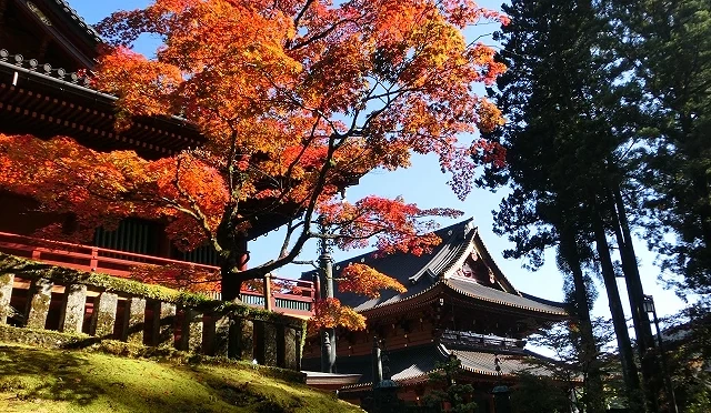 晴朗秋日紅葉映襯下的日光東照宮神社建築