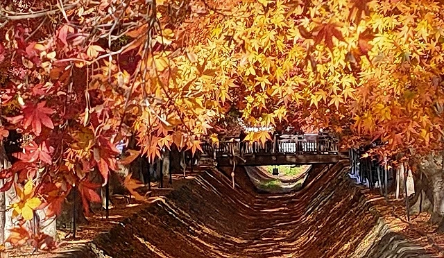 河口湖楓葉迴廊的秋季紅葉步道,滿地落葉與鮮紅橙黃的楓樹交織出夢幻景色