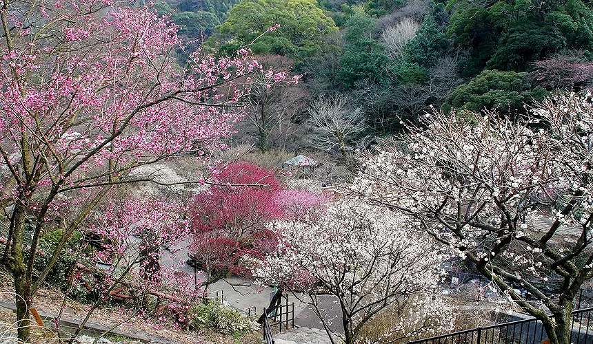 盛放梅花的梅园