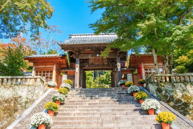 修善寺温泉乡介绍:漫步竹林小径、体验伊豆之美